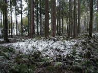 snowy ferns.JPG (141728 bytes)